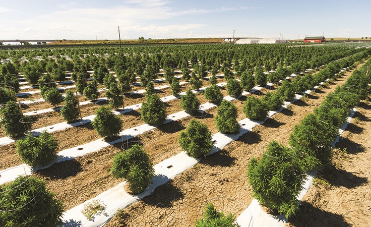 Medicine Man Technologies to Acquire Los Sueños Farms, Colorado’s Largest Outdoor Cannabis Farm